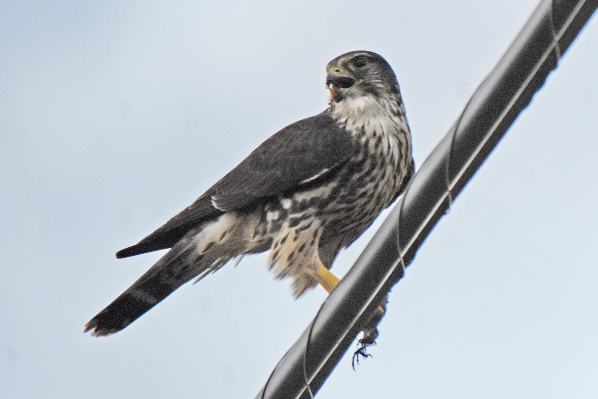 Merlin - ML645001100