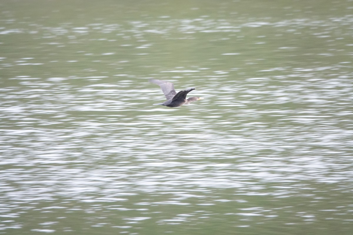 Double-crested Cormorant - ML645001101