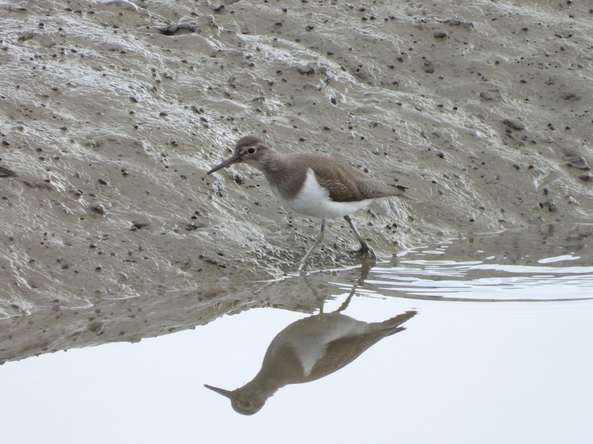 Common Sandpiper - ML645001103