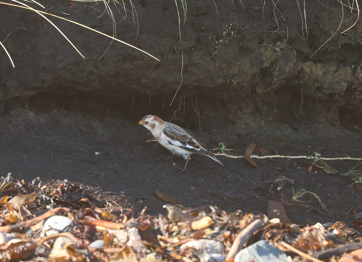 Snow Bunting - ML645001108