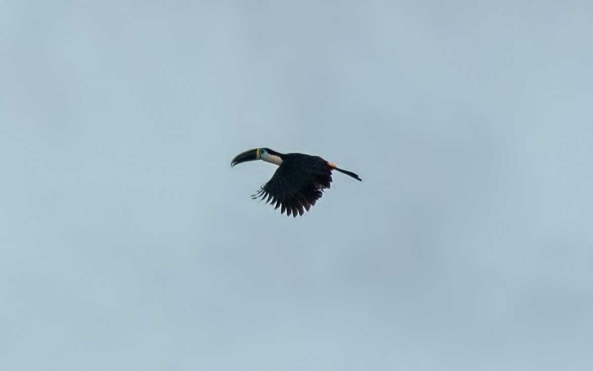 White-throated Toucan - ML645001114