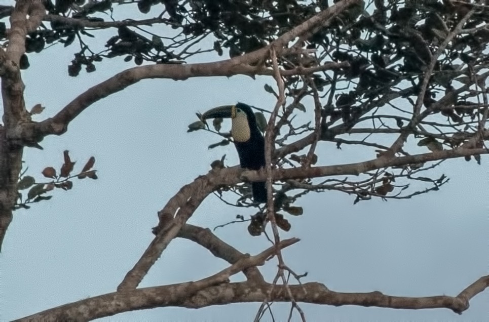 White-throated Toucan - ML645001116
