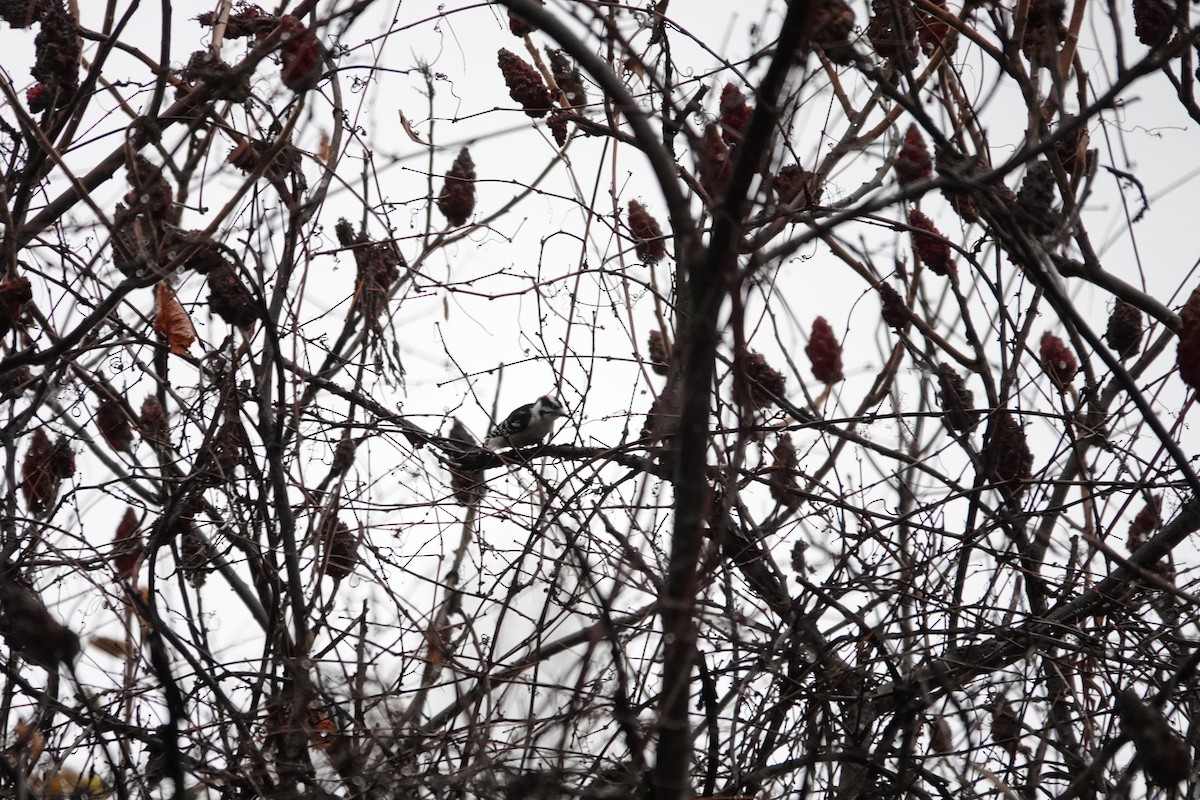 Downy Woodpecker - ML645001120