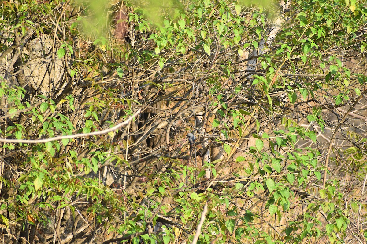 Zwergmennigvogel - ML645001121