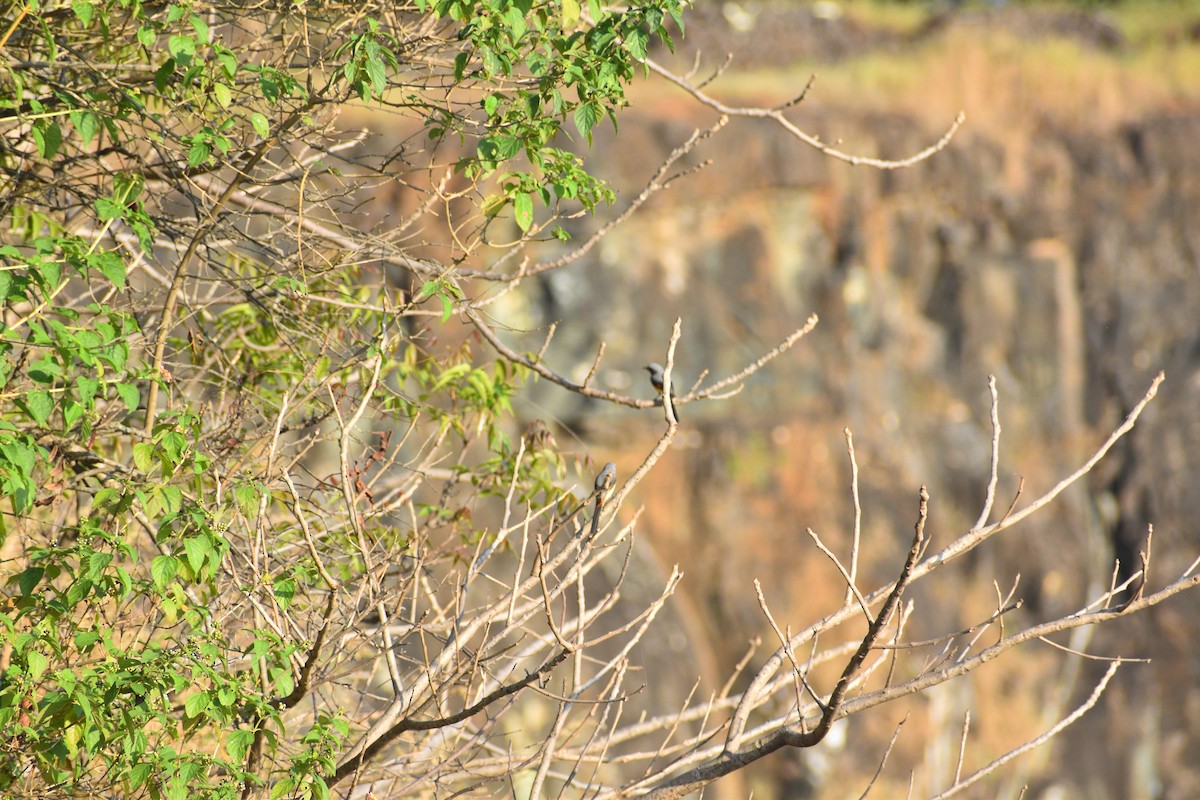 Zwergmennigvogel - ML645001122