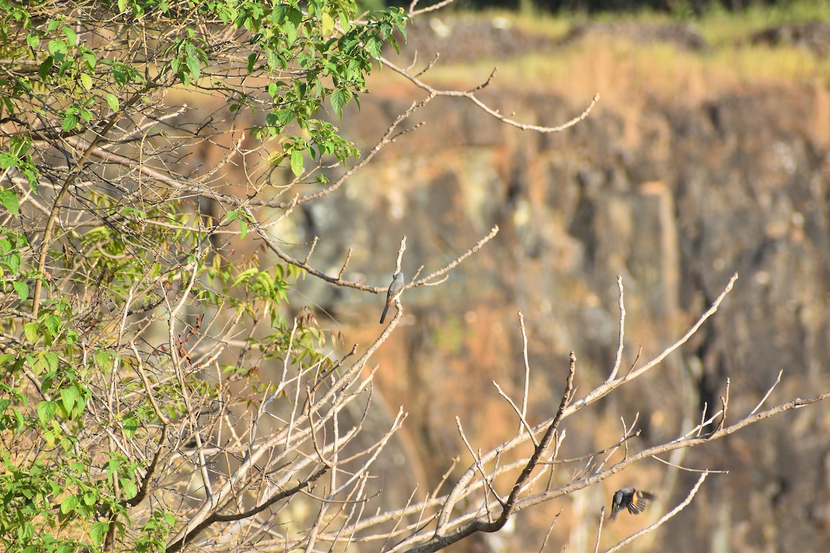 Zwergmennigvogel - ML645001123