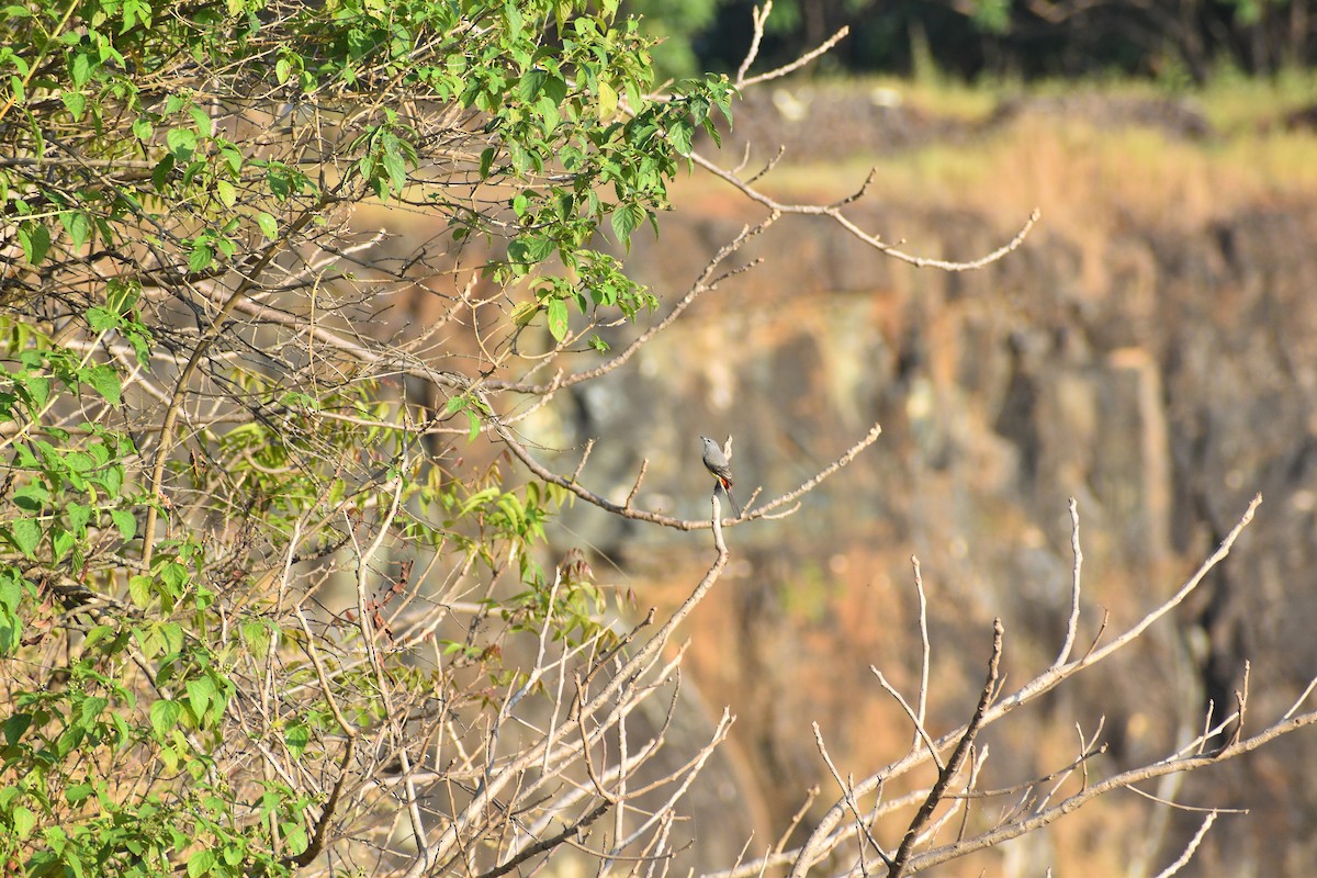 Zwergmennigvogel - ML645001124