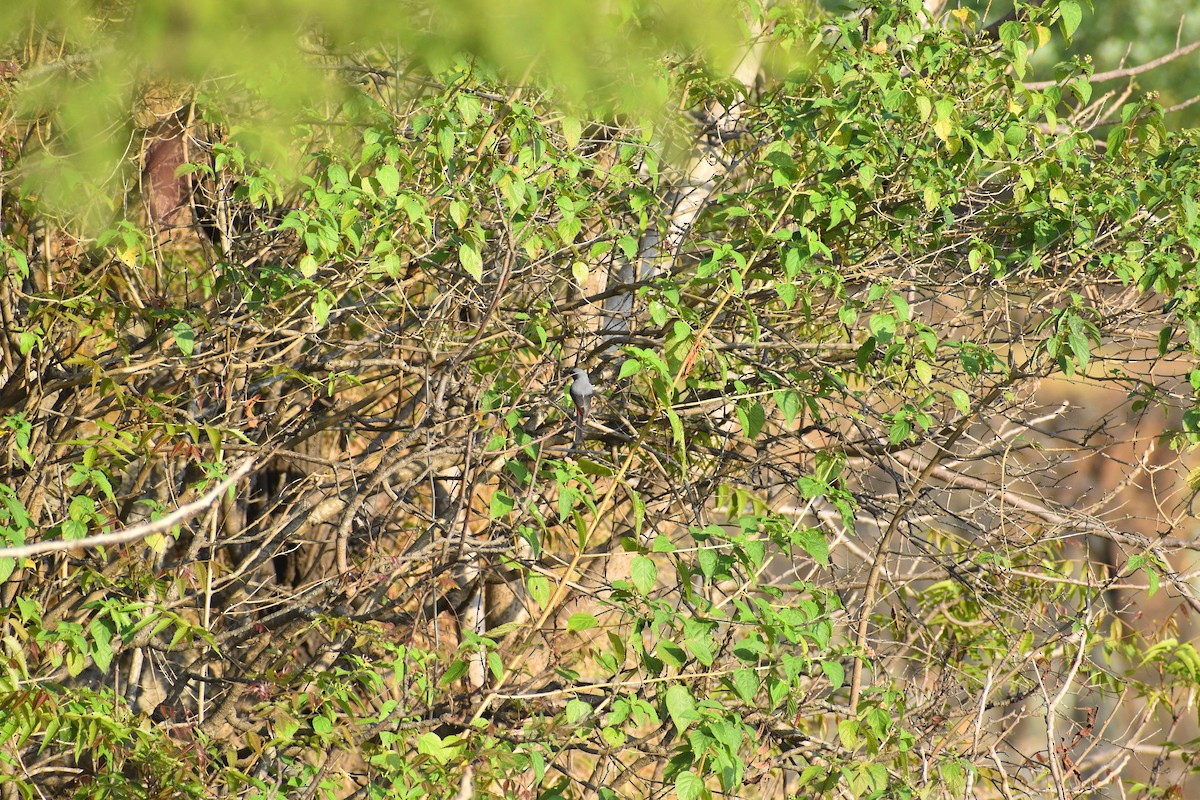 Zwergmennigvogel - ML645001125