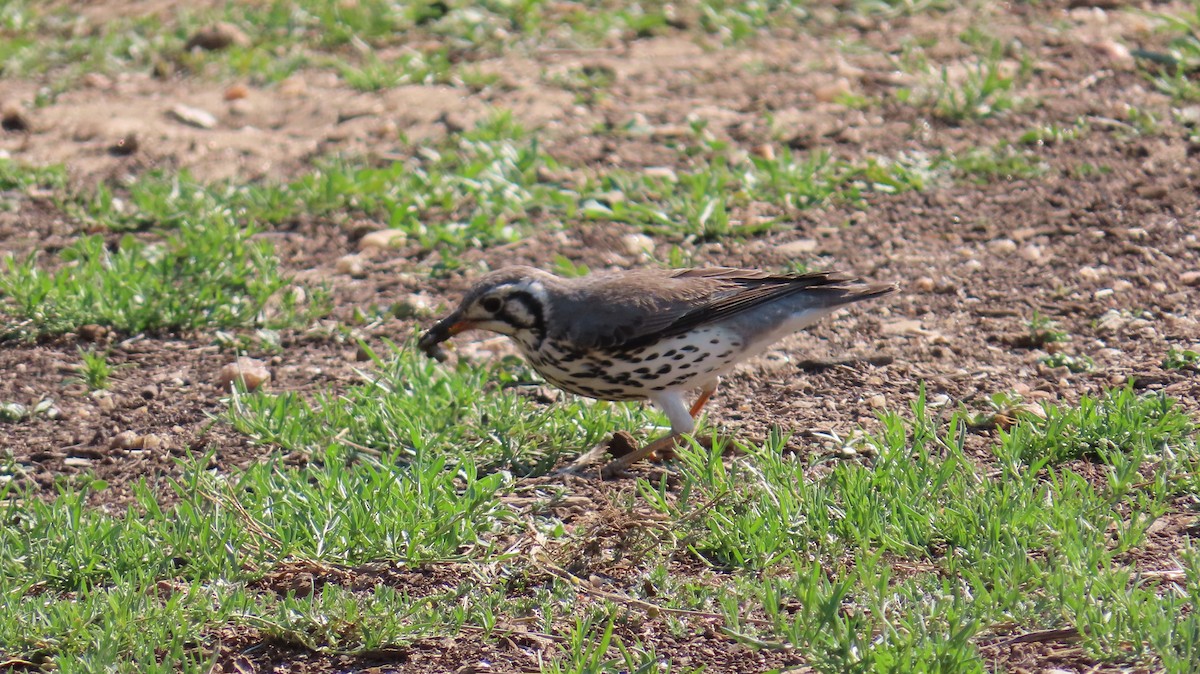 Groundscraper Thrush - ML645001137