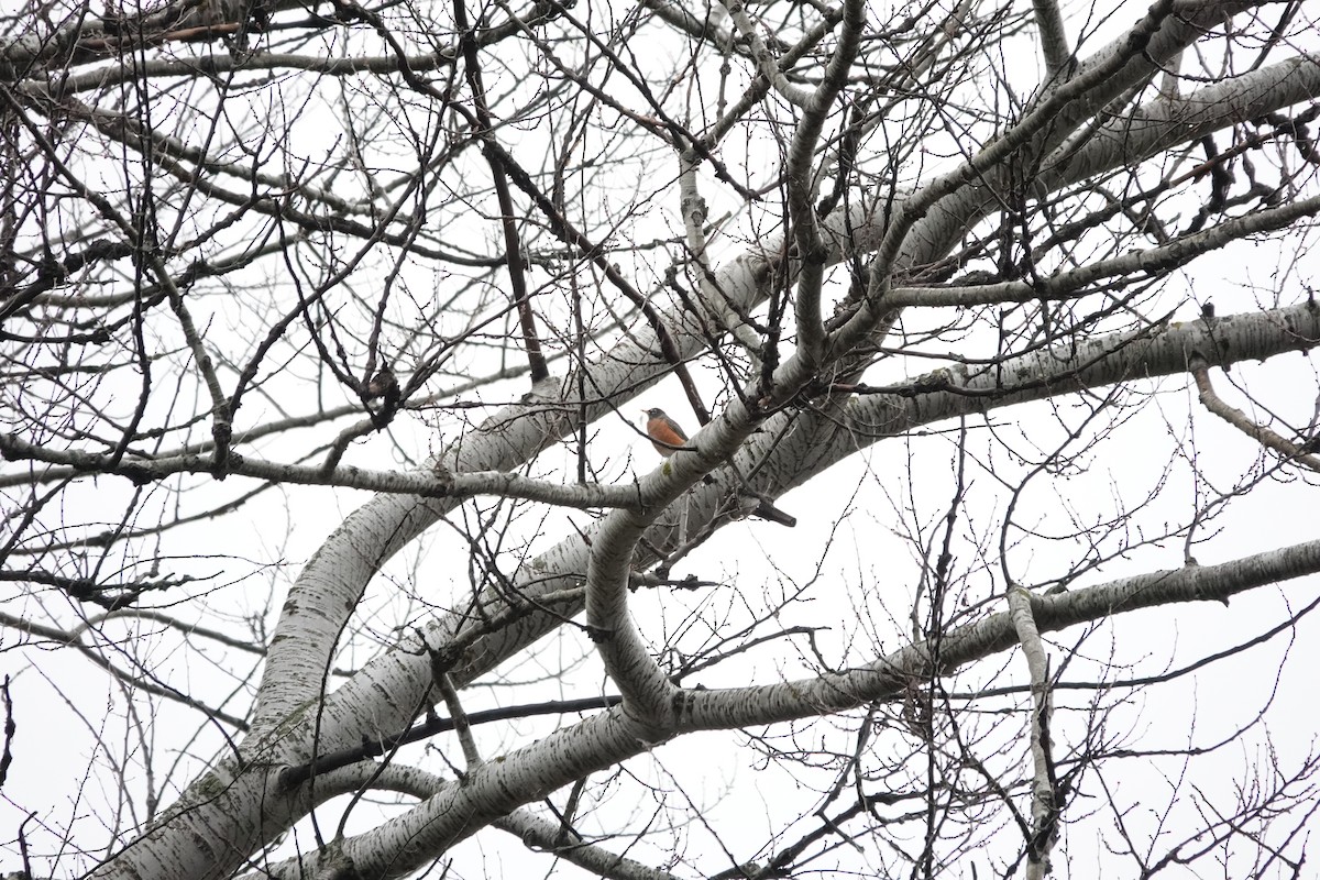 American Robin - ML645001138