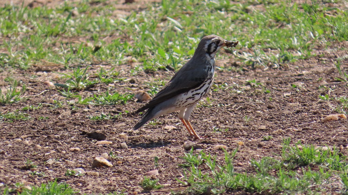 Groundscraper Thrush - ML645001140
