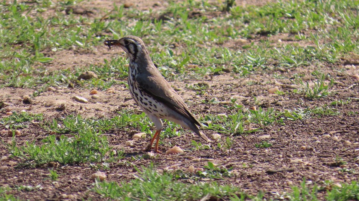 Groundscraper Thrush - ML645001141