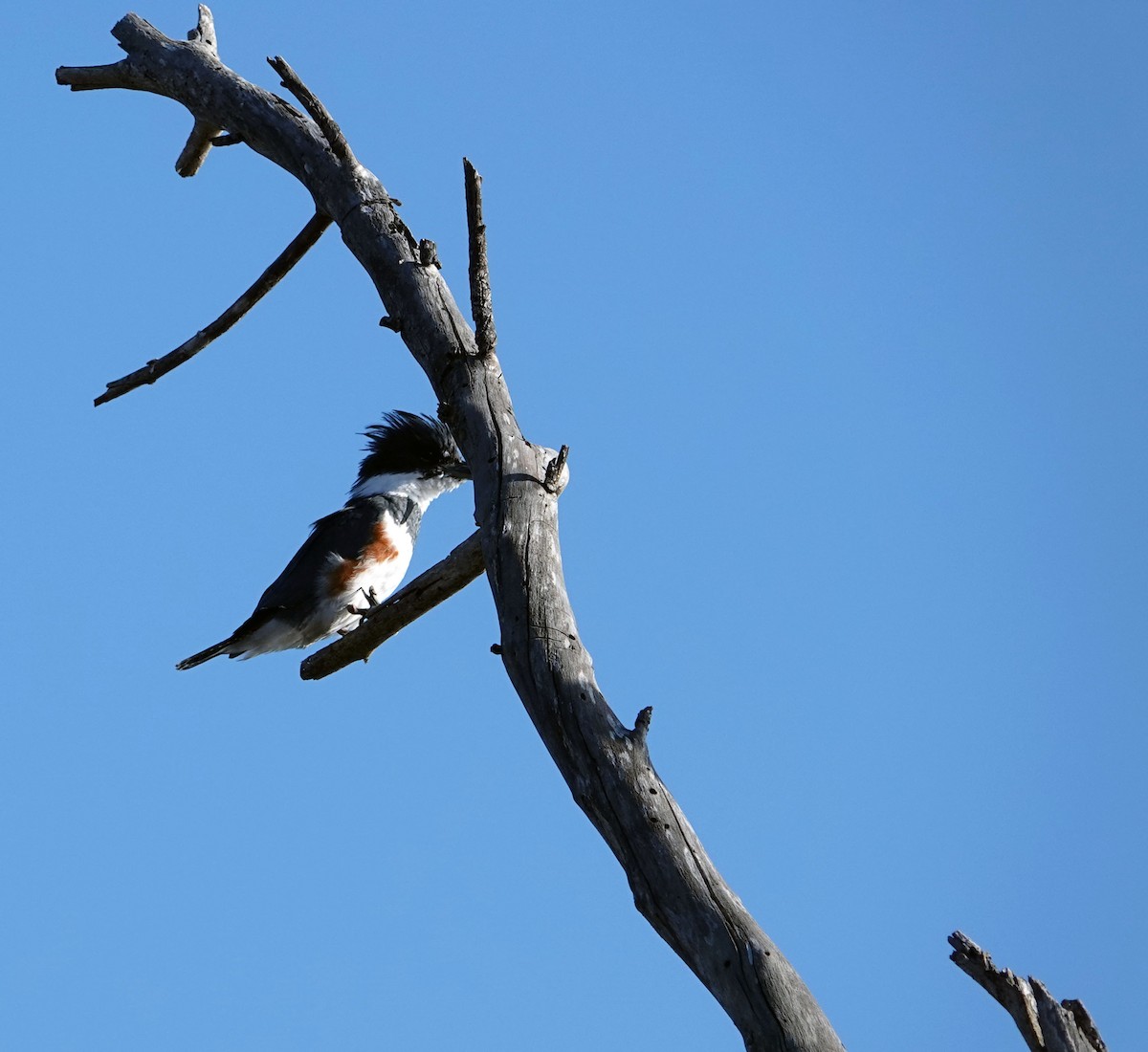 Martin handi iparramerikarra - ML645001145