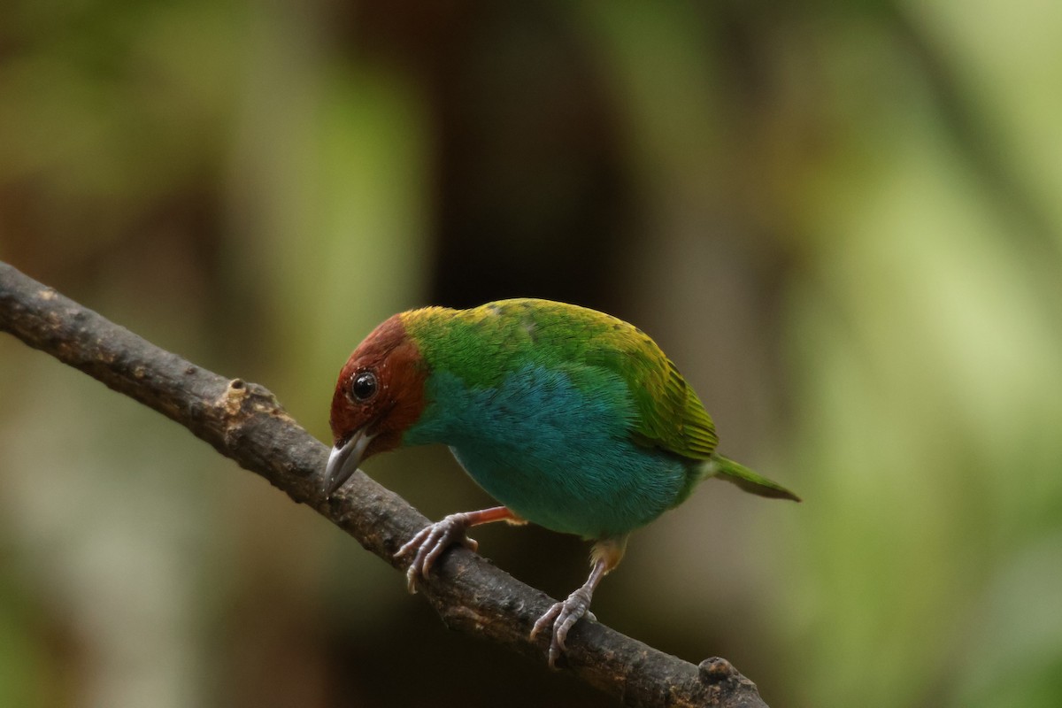 Рыжеголовая танагра - ML645001149