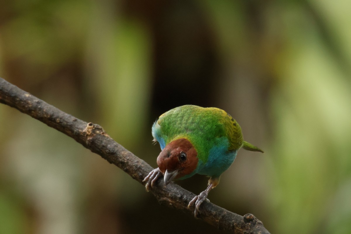 Рыжеголовая танагра - ML645001150