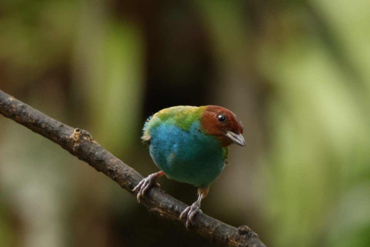 Рыжеголовая танагра - ML645001151