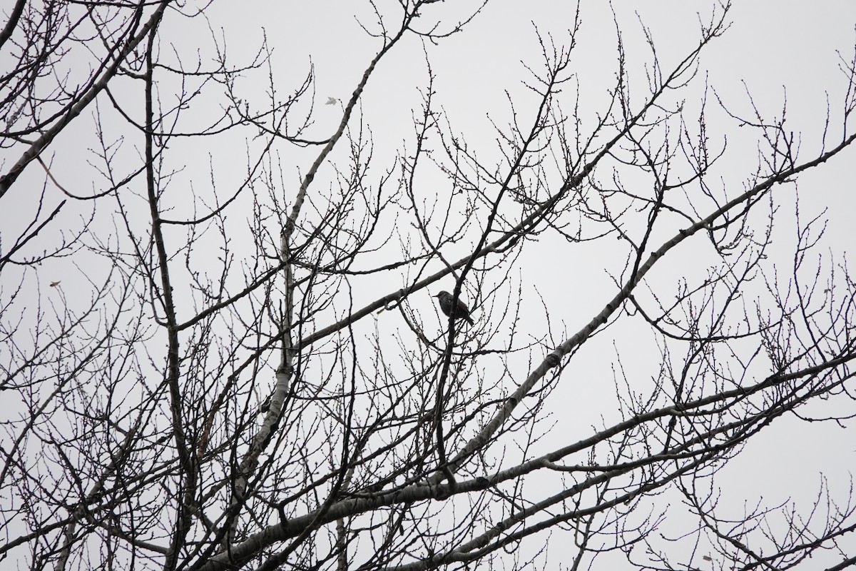 European Starling - ML645001169