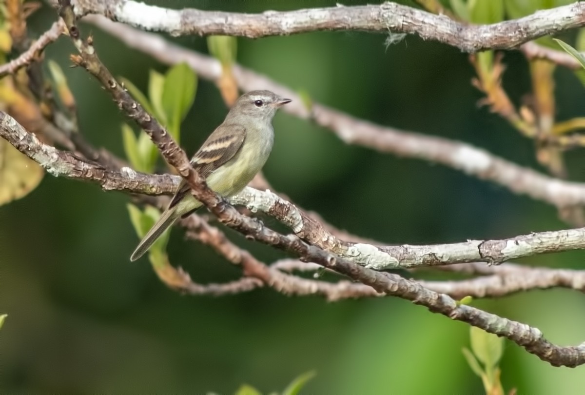 Mouse-colored Tyrannulet - ML645001174