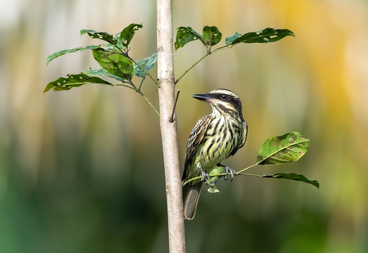 Streaked Flycatcher - ML645001175