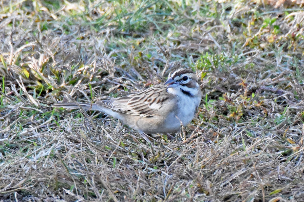 Lark Sparrow - ML645001186