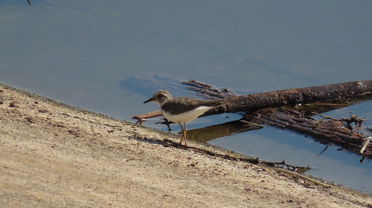 Three-banded Plover - ML645001188