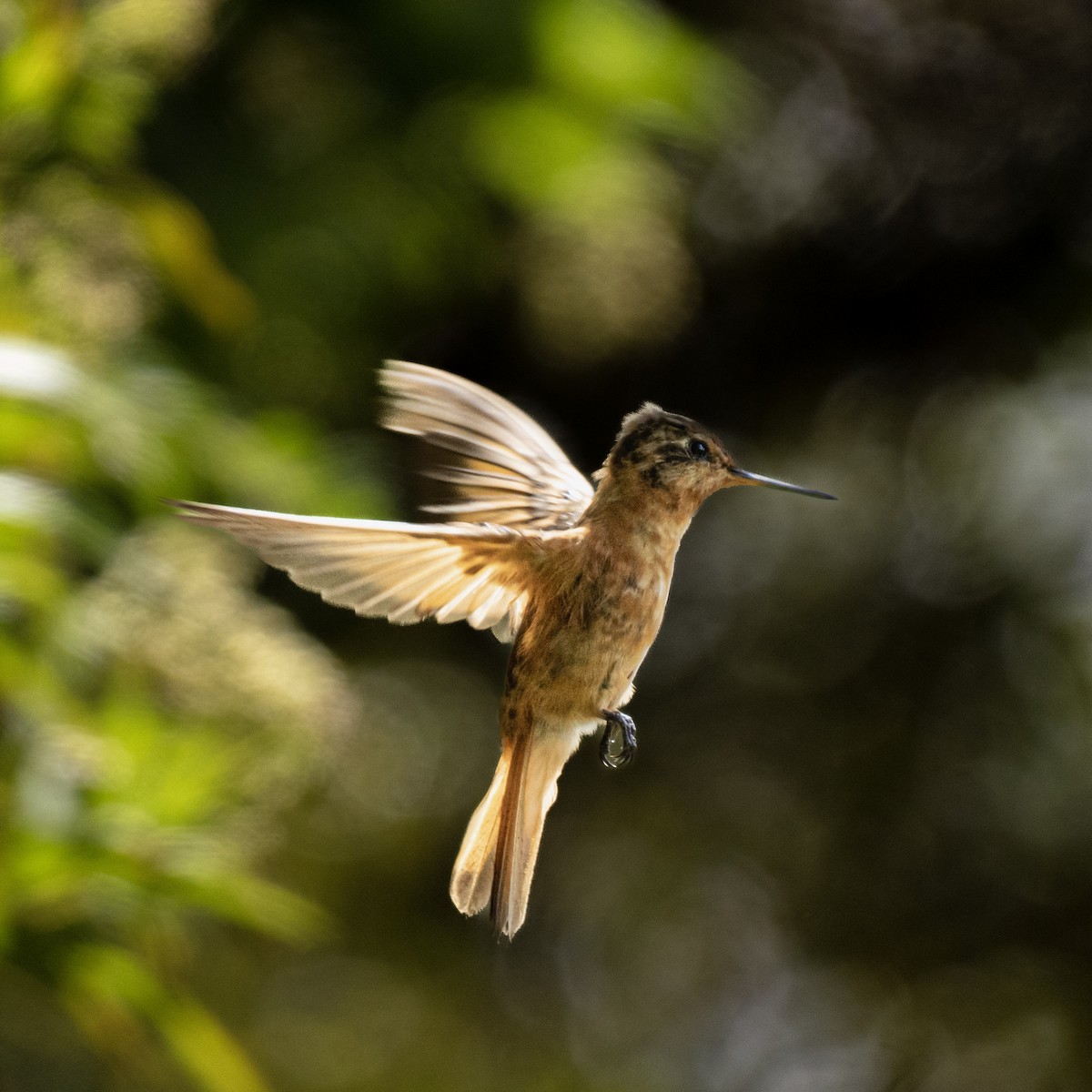 Shining Sunbeam - ML645001189