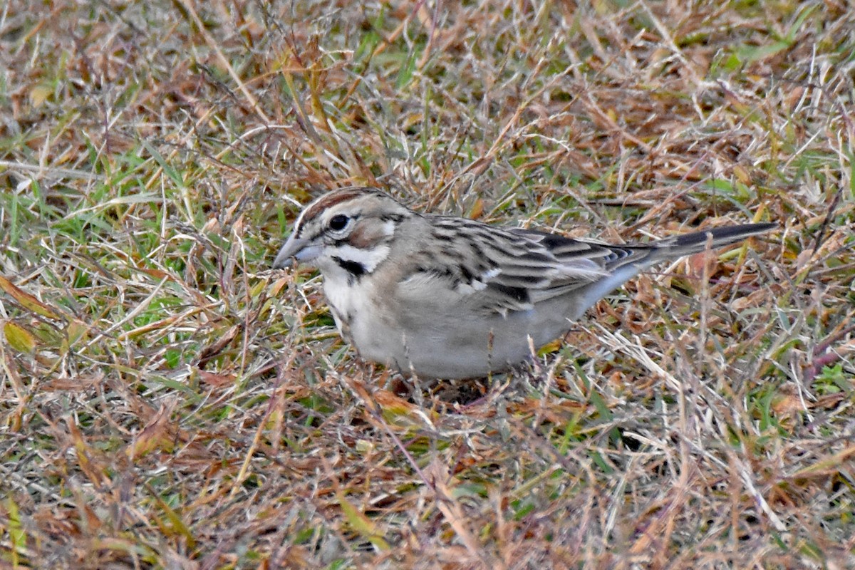 Lark Sparrow - ML645001193