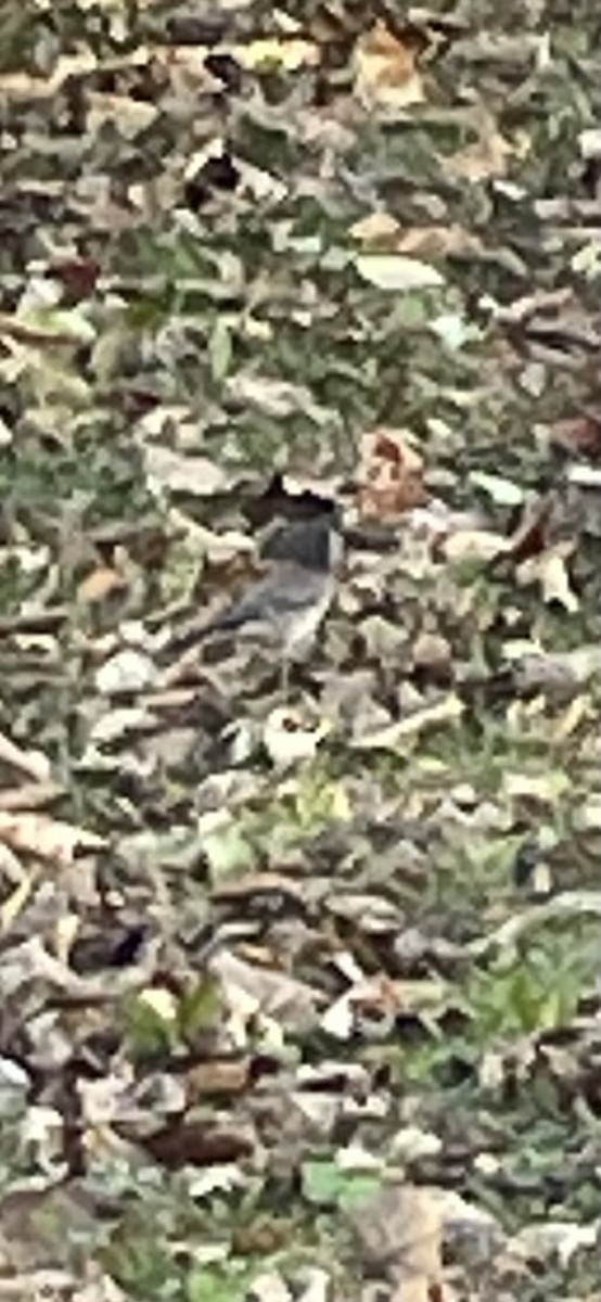 Dark-eyed Junco (Oregon) - ML645001199