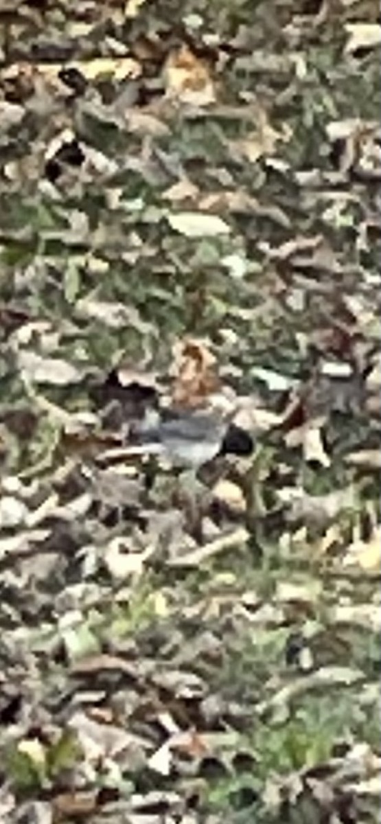 Dark-eyed Junco (Oregon) - ML645001200