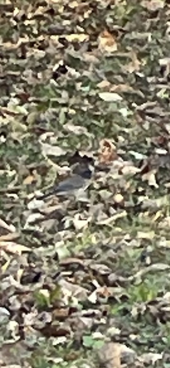 Dark-eyed Junco (Oregon) - ML645001201