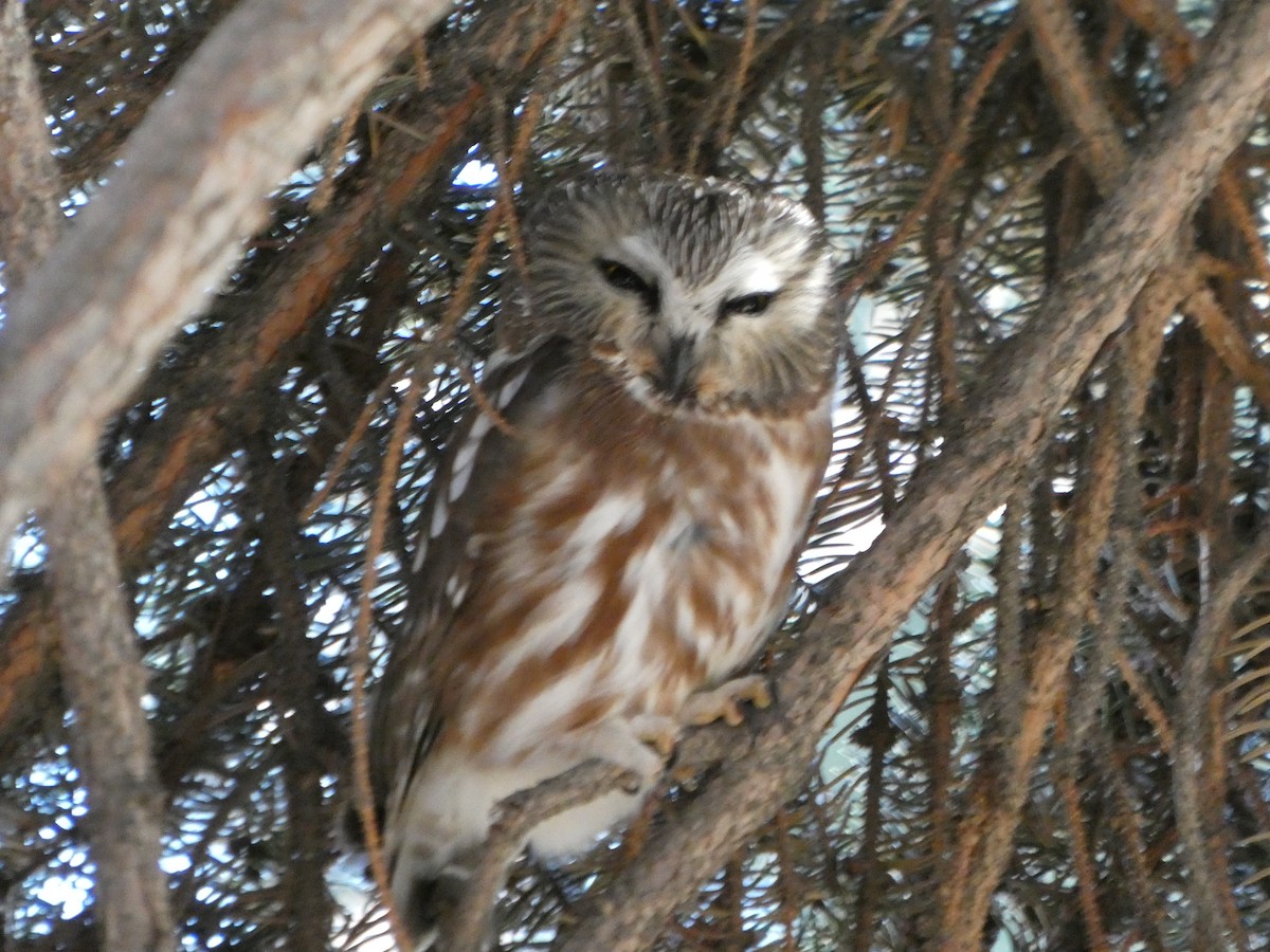 Northern Saw-whet Owl - ML645001208