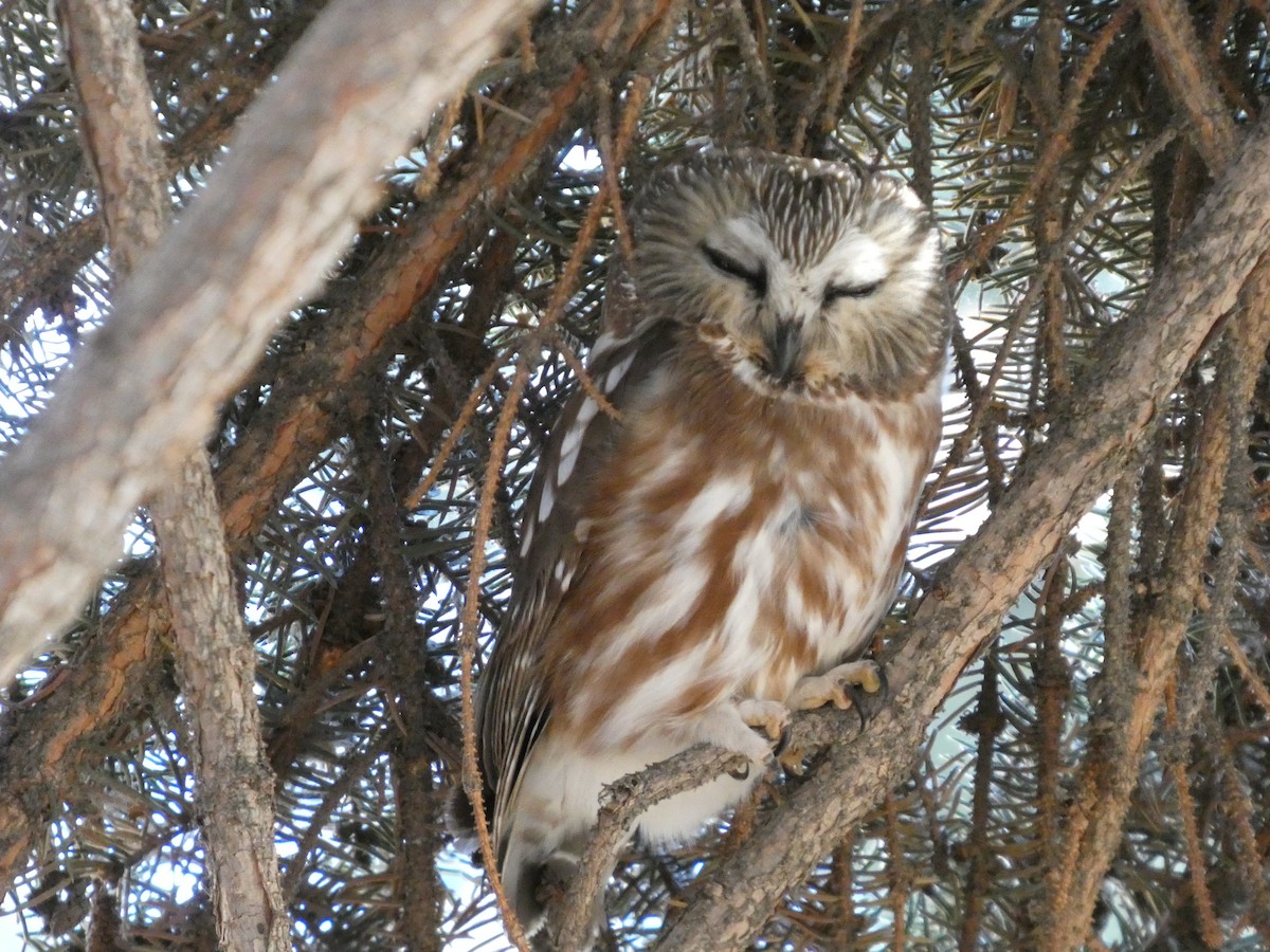 Northern Saw-whet Owl - ML645001209