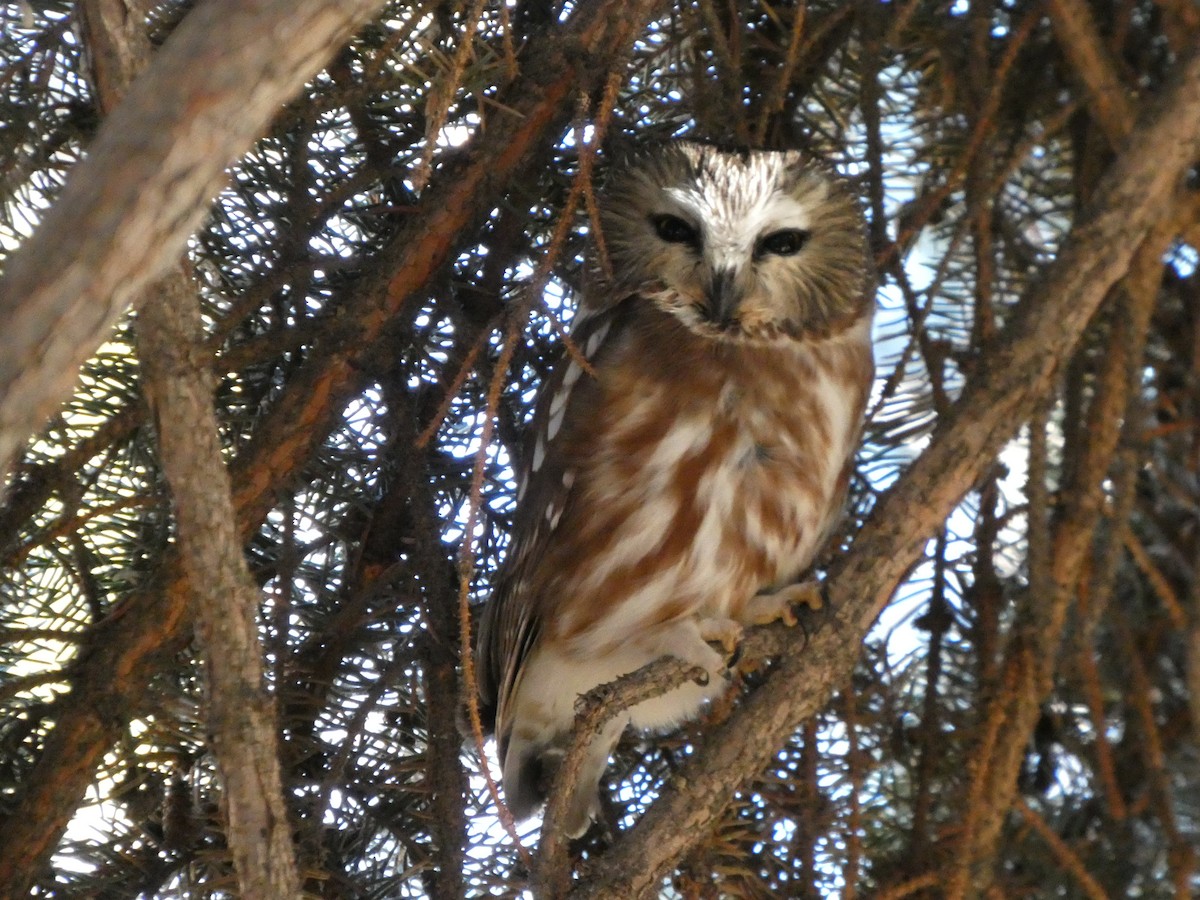 Northern Saw-whet Owl - ML645001210
