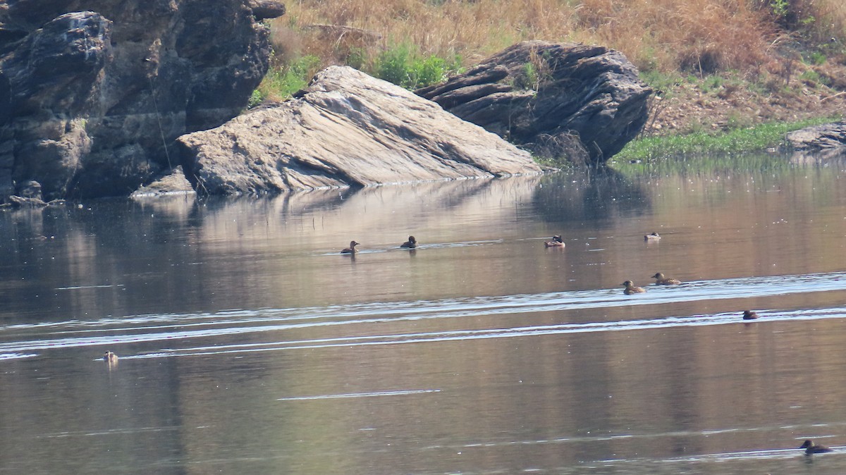 White-backed Duck - ML645001217