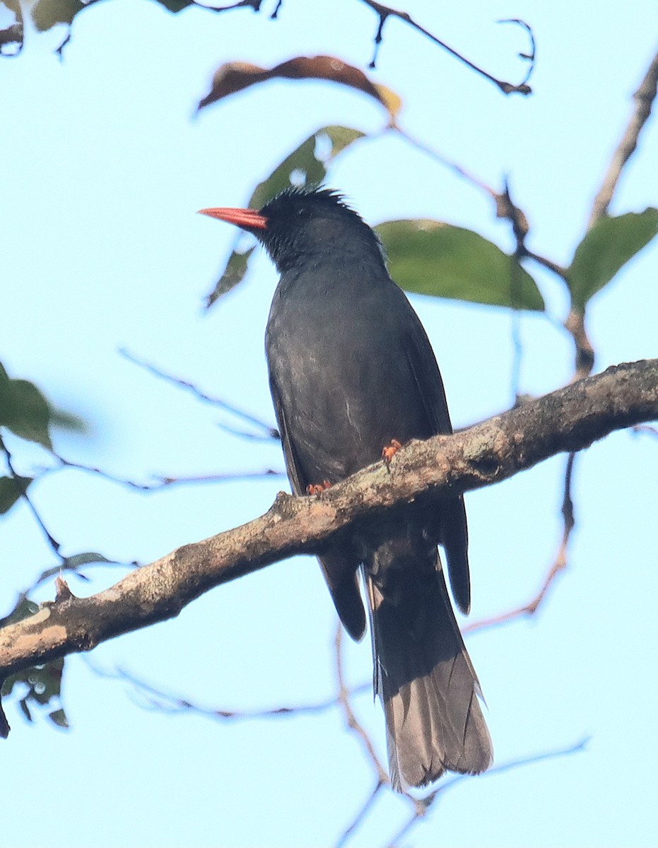 インドクロヒヨドリ - ML645001258