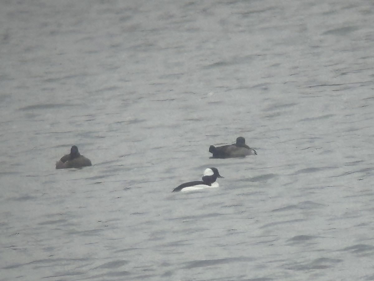 Bufflehead - ML645001261