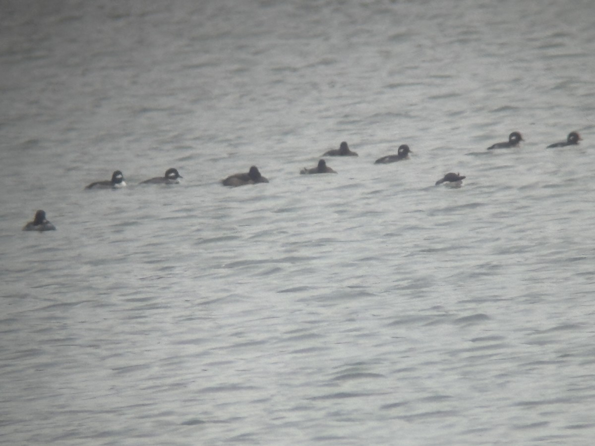 Bufflehead - ML645001262