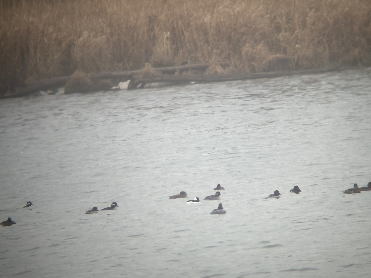 Bufflehead - ML645001263