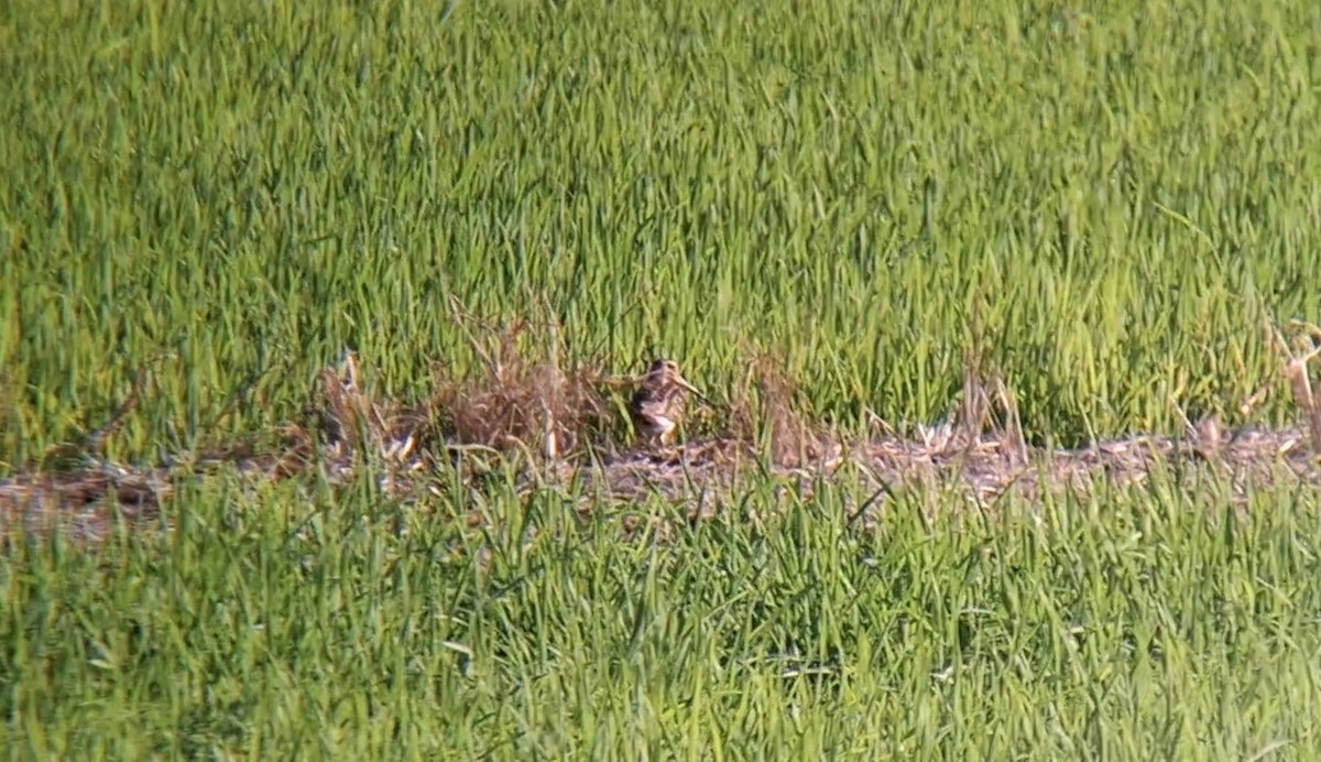 ハリオシギ - ML645001268