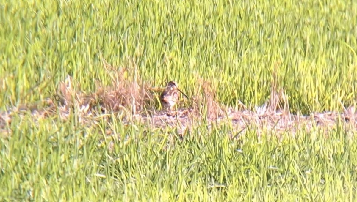 ハリオシギ - ML645001269