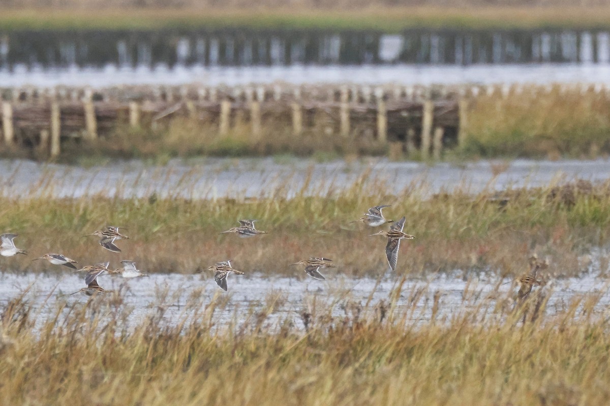 חרטומית ביצות - ML645001271