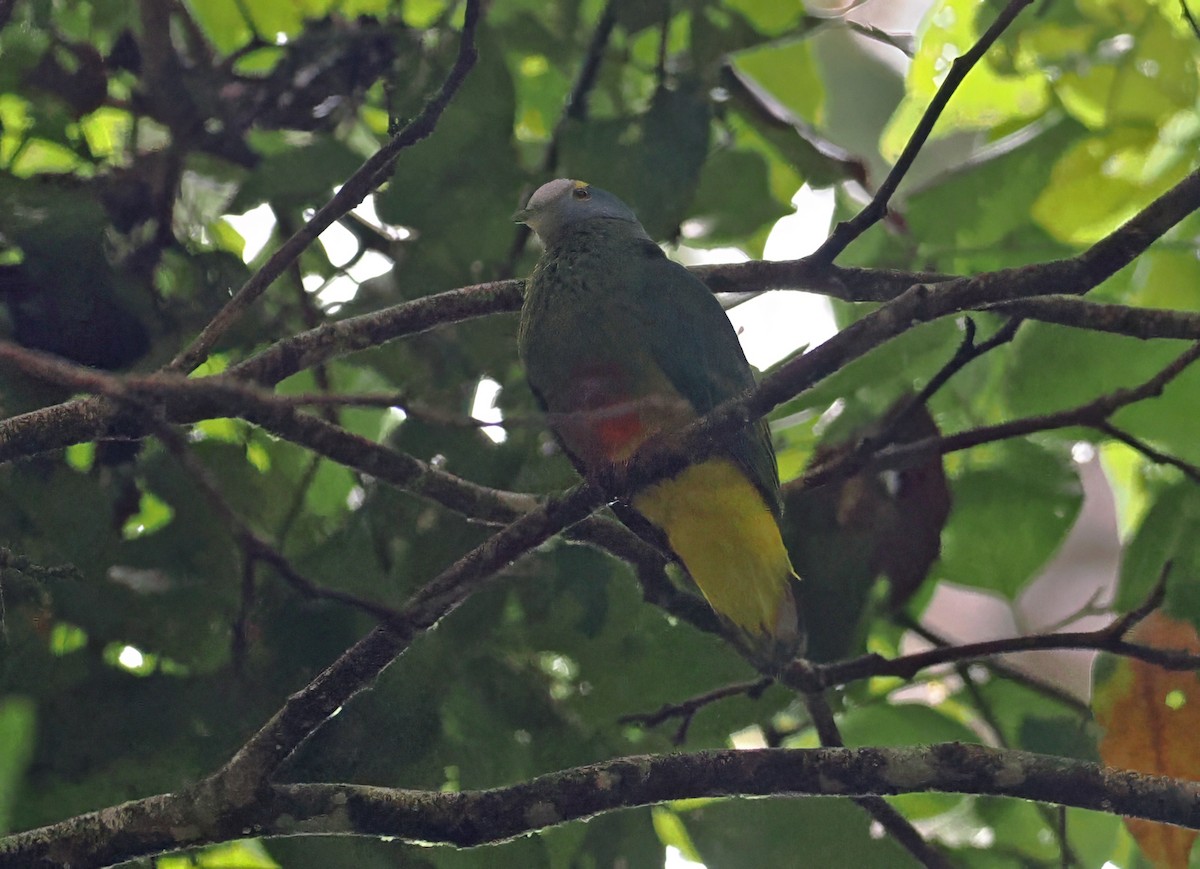 Coroneted Fruit-Dove - ML645001282