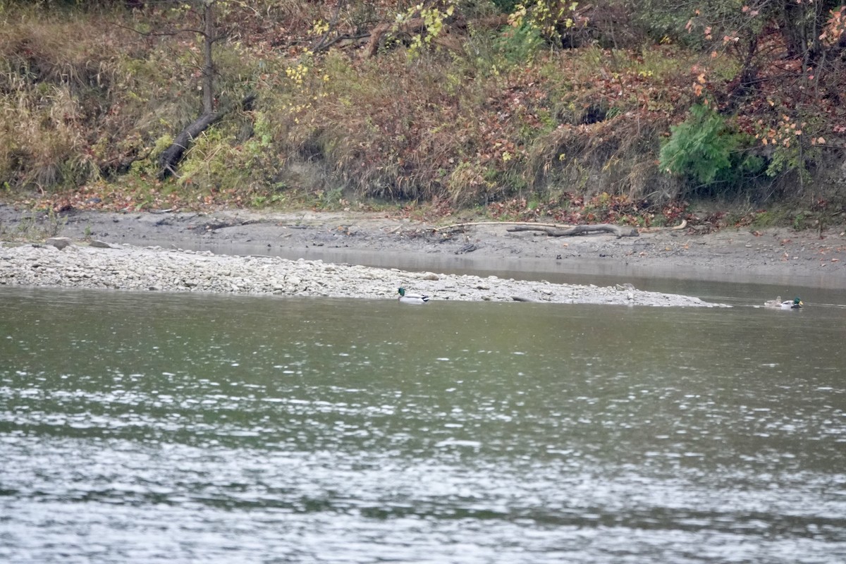 Mallard - ML645001294