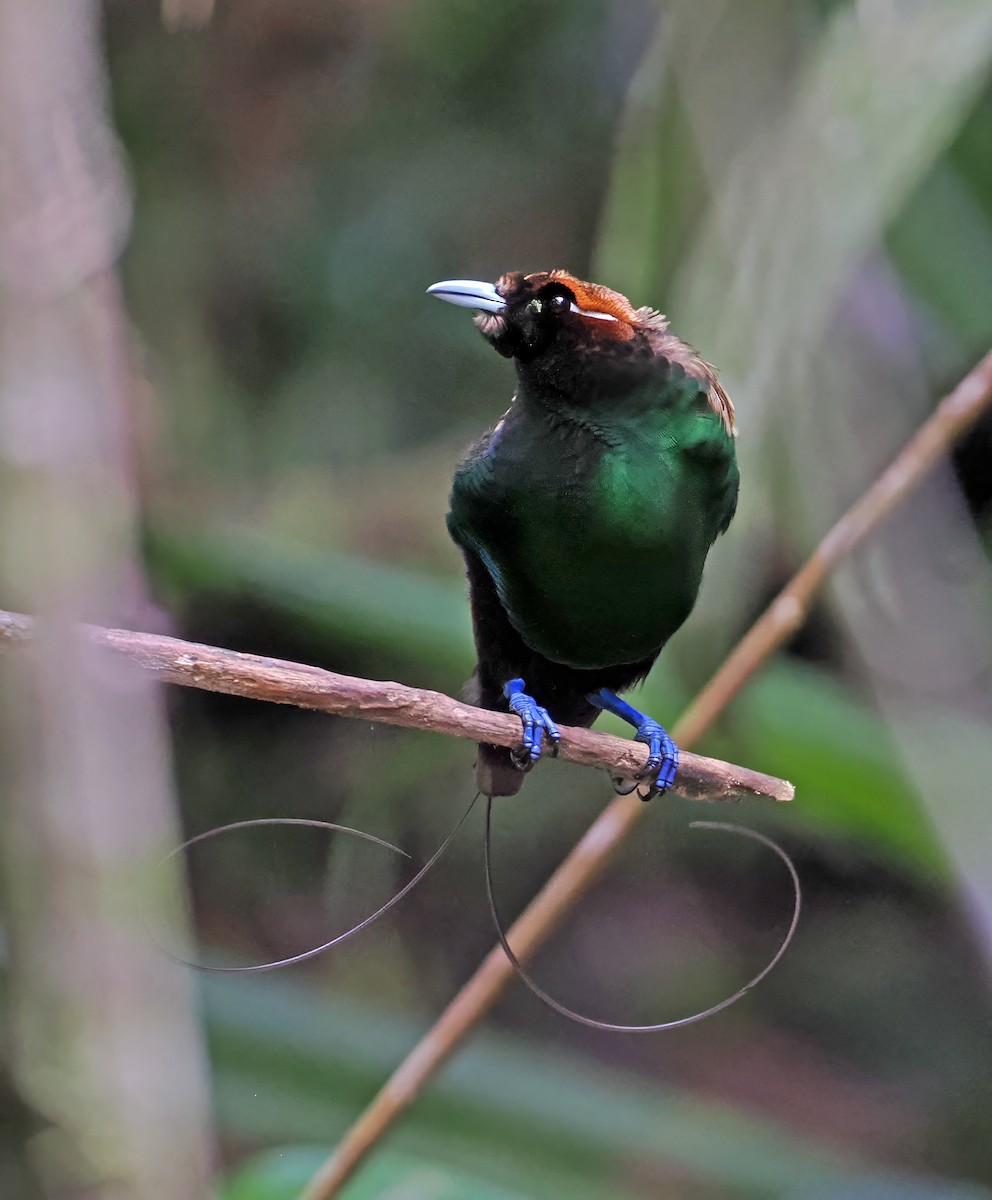 Magnificent Bird-of-Paradise - ML645001320