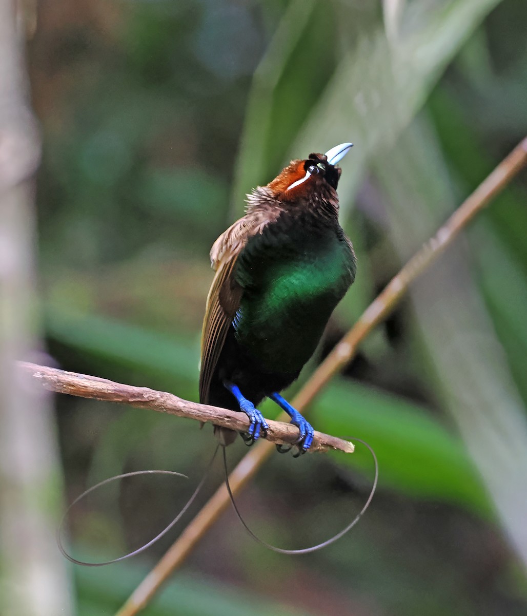 Magnificent Bird-of-Paradise - ML645001321