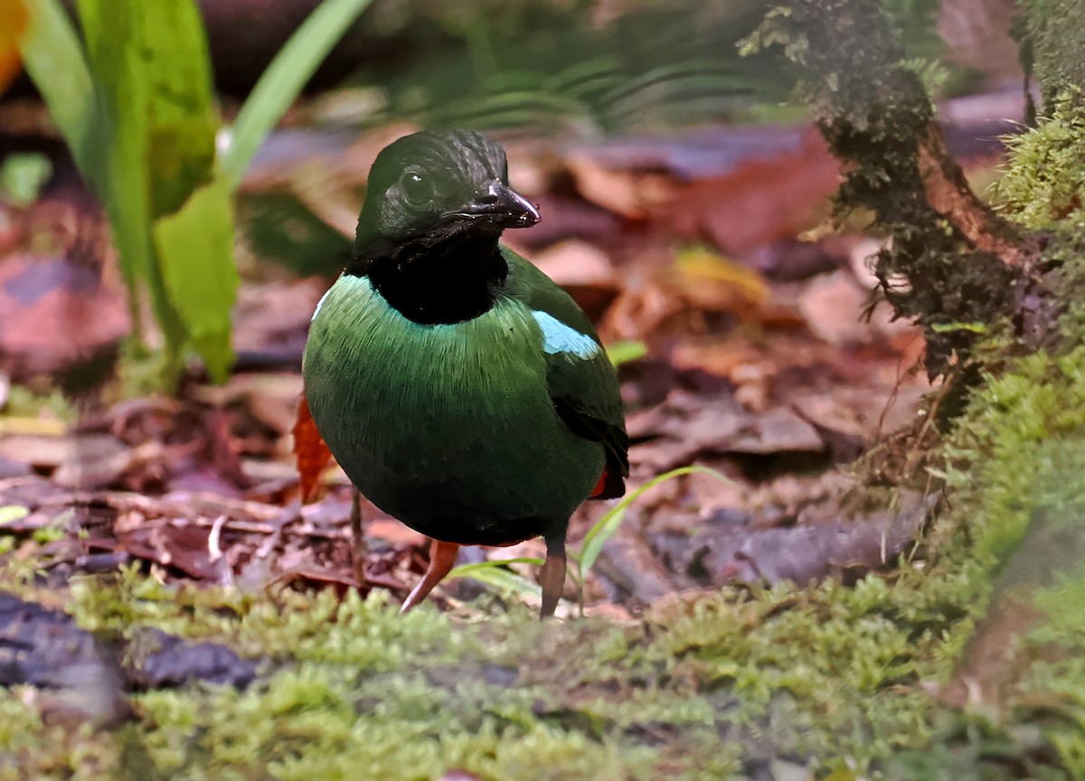 Doğulu Karabaşlı Pitta (novaeguineae/goodfellowi) - ML645001335