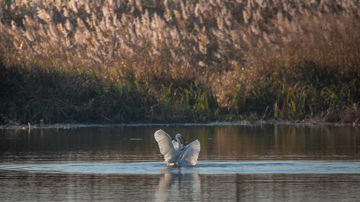 Малая белая цапля - ML645001337