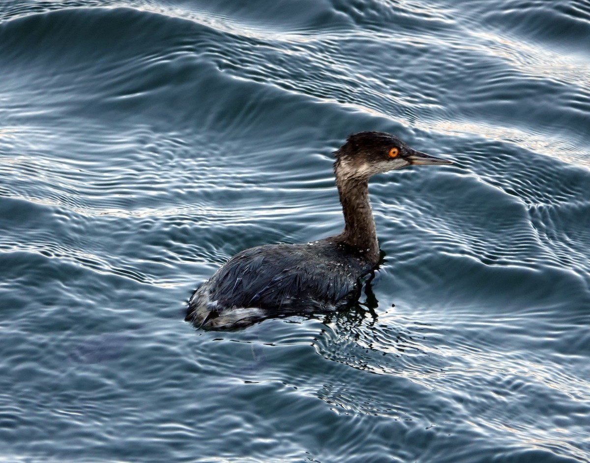 potápka černokrká - ML645001342