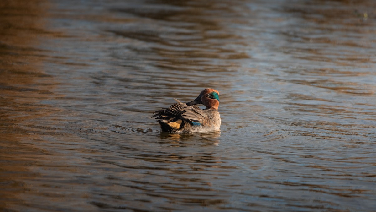 Чирок-свистунок - ML645001346