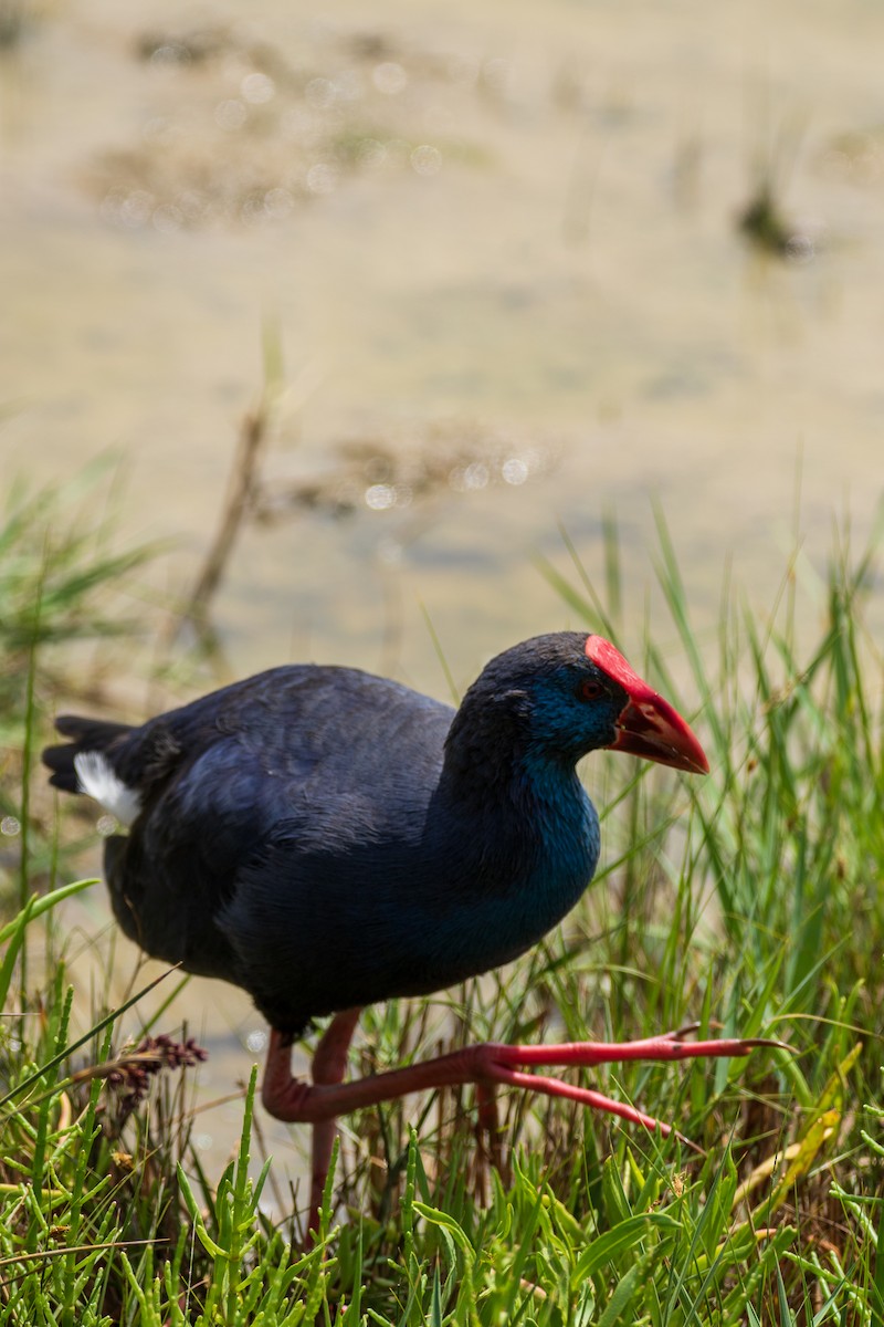 Western Swamphen - ML645001347